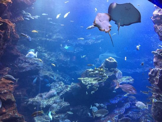 京都水族館